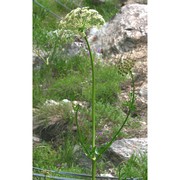 oreoselinum nigrum delarbre