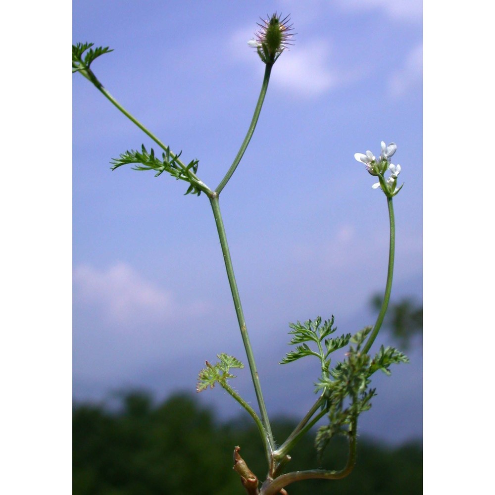 orlaya daucoides (l.) greuter