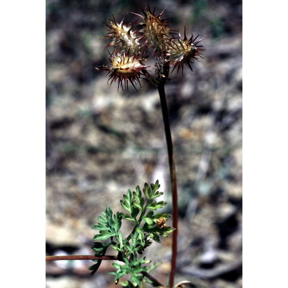 orlaya daucoides (l.) greuter