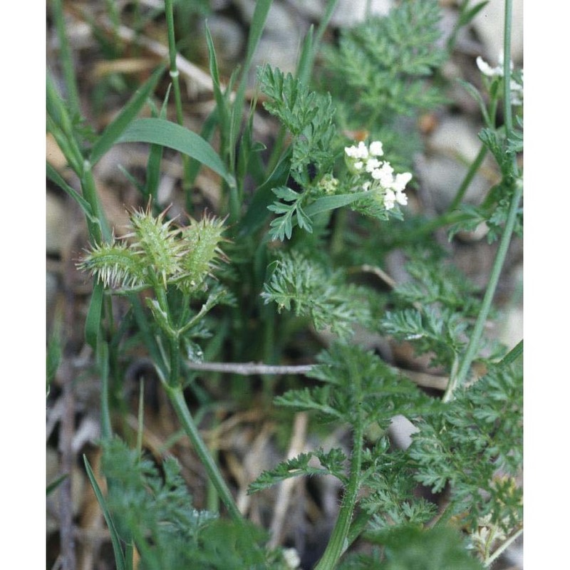 orlaya daucoides (l.) greuter