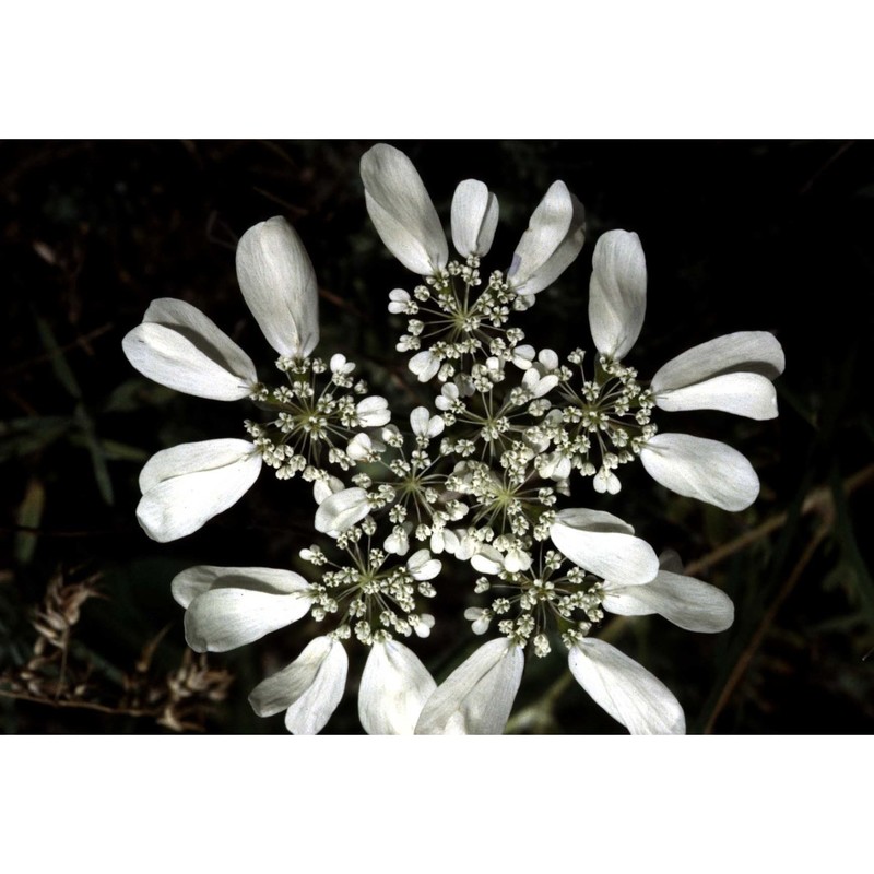 orlaya grandiflora (l.) hoffm.