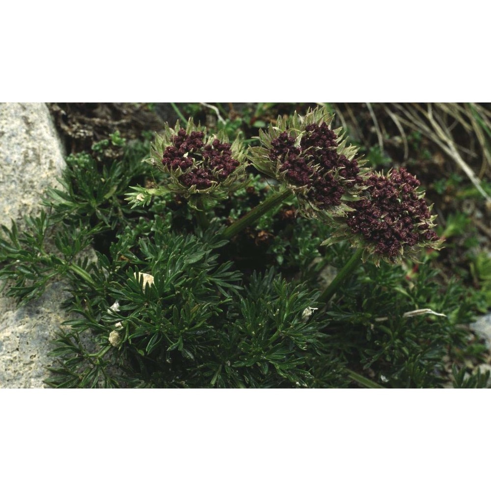 pachypleurum mutellinoides (crantz) holub