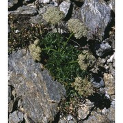 pachypleurum mutellinoides (crantz) holub