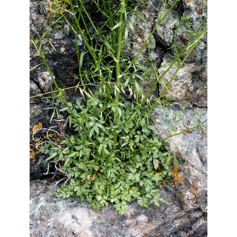 petroselinum crispum (mill.) fuss