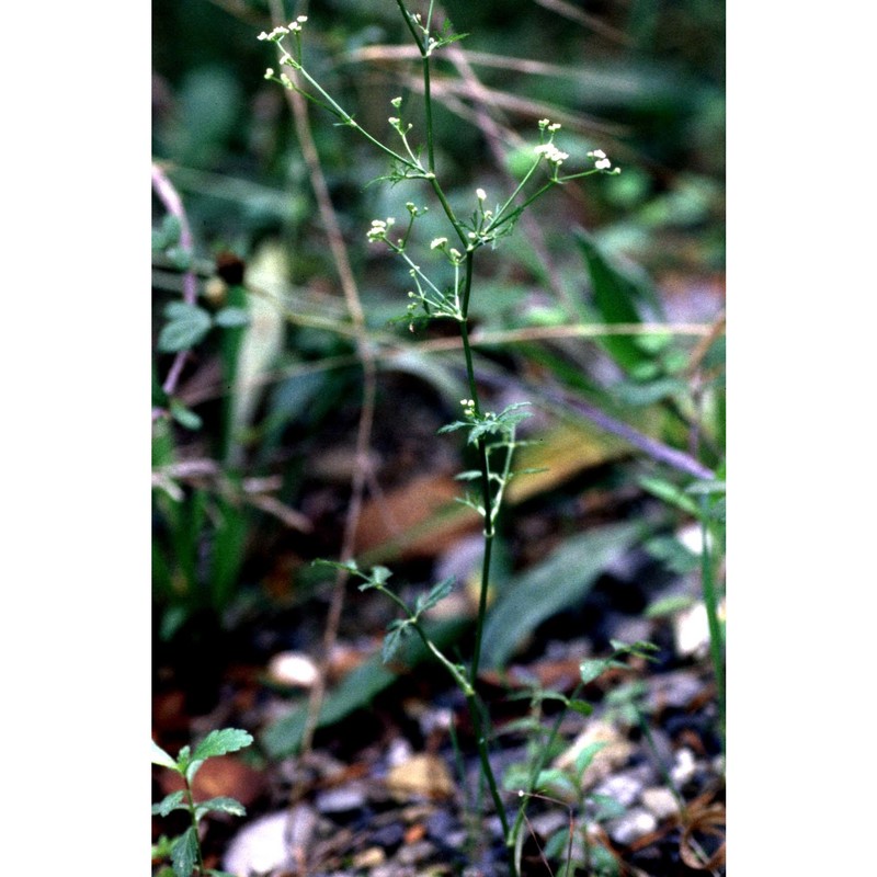 petroselinum segetum (l.) w. d. j. koch