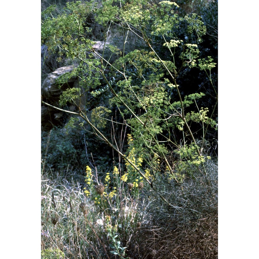 peucedanum officinale l. subsp. officinale