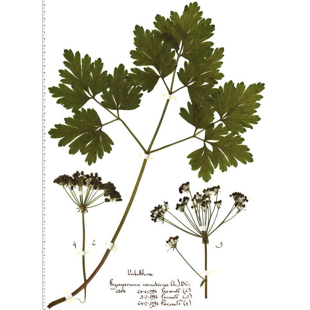 physospermum cornubiense (l.) dc.