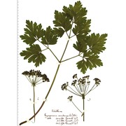 physospermum cornubiense (l.) dc.