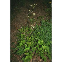 physospermum verticillatum vis.