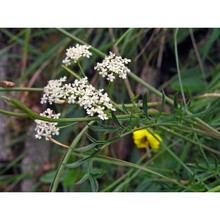 pimpinella alpestris schult.