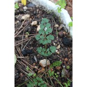 pimpinella anisoides v. brig.