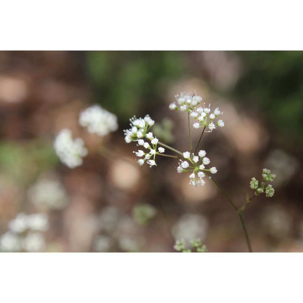 pimpinella anisoides v. brig.