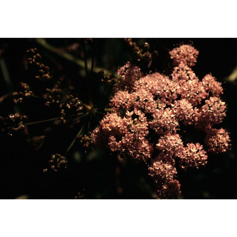 pimpinella major (l.) huds.