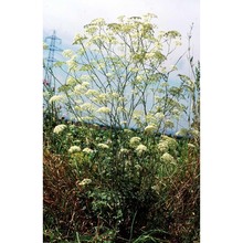 pimpinella nigra mill.