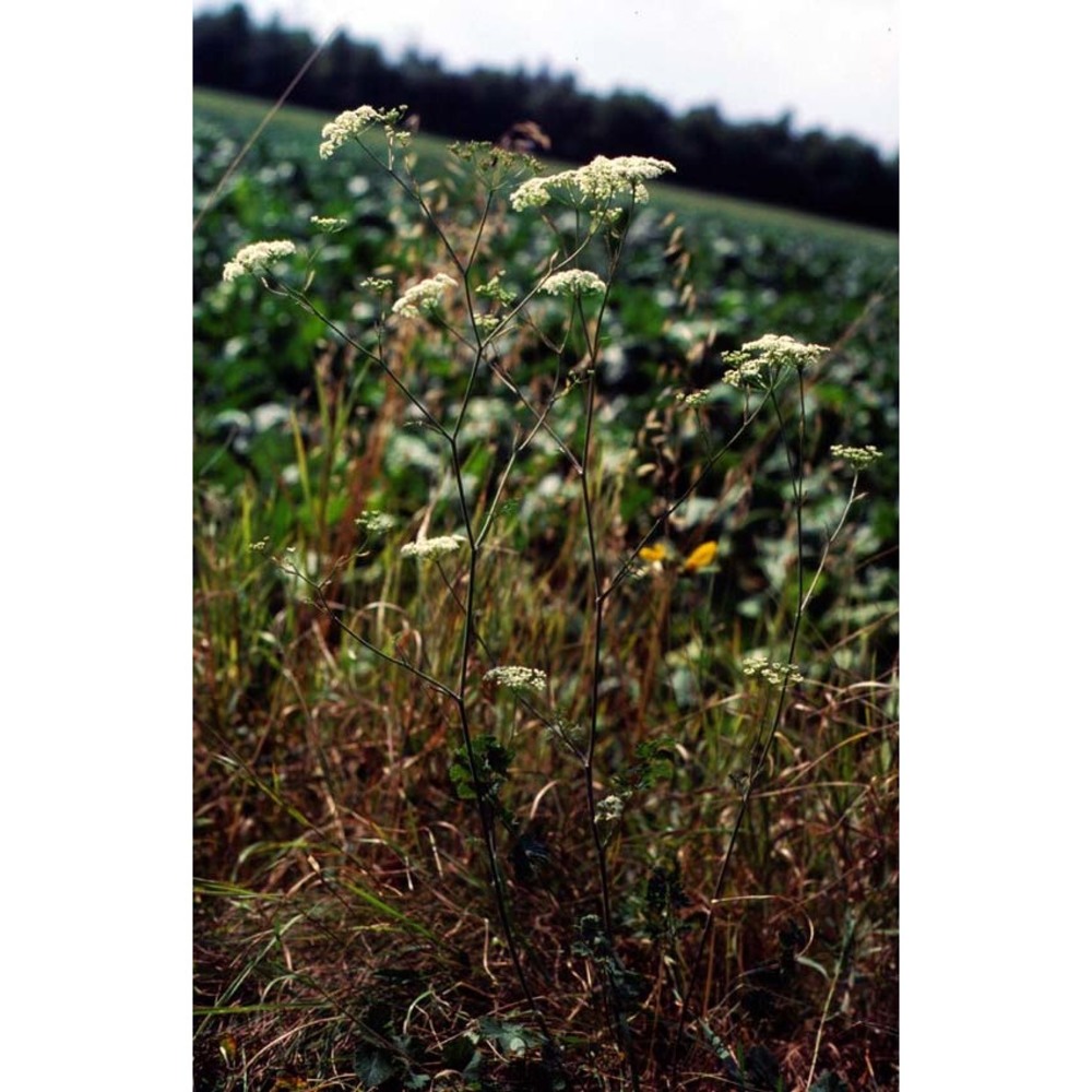 pimpinella nigra mill.