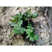 pimpinella nigra mill.