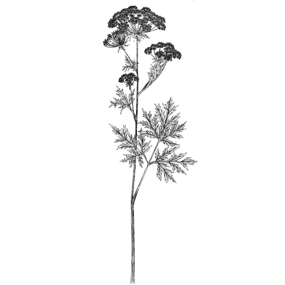 pleurospermum austriacum (l.) hoffm.