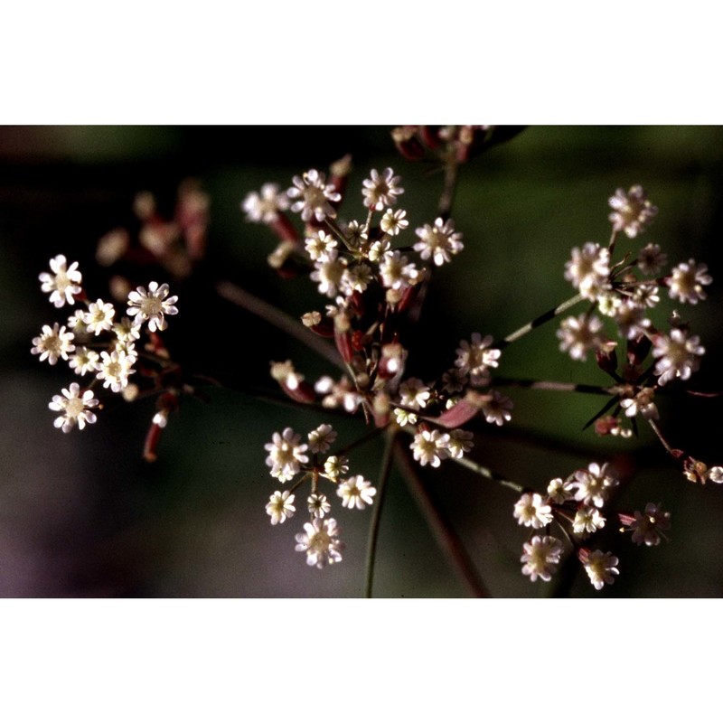 ptychotis saxifraga (l.) loret et barrandon