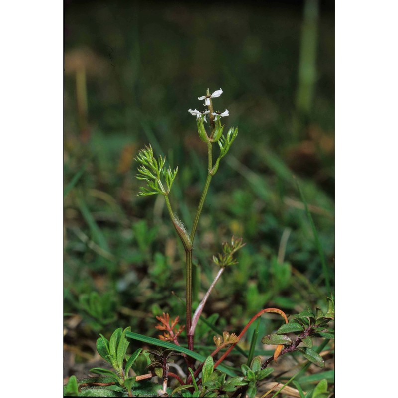 scandix australis l.