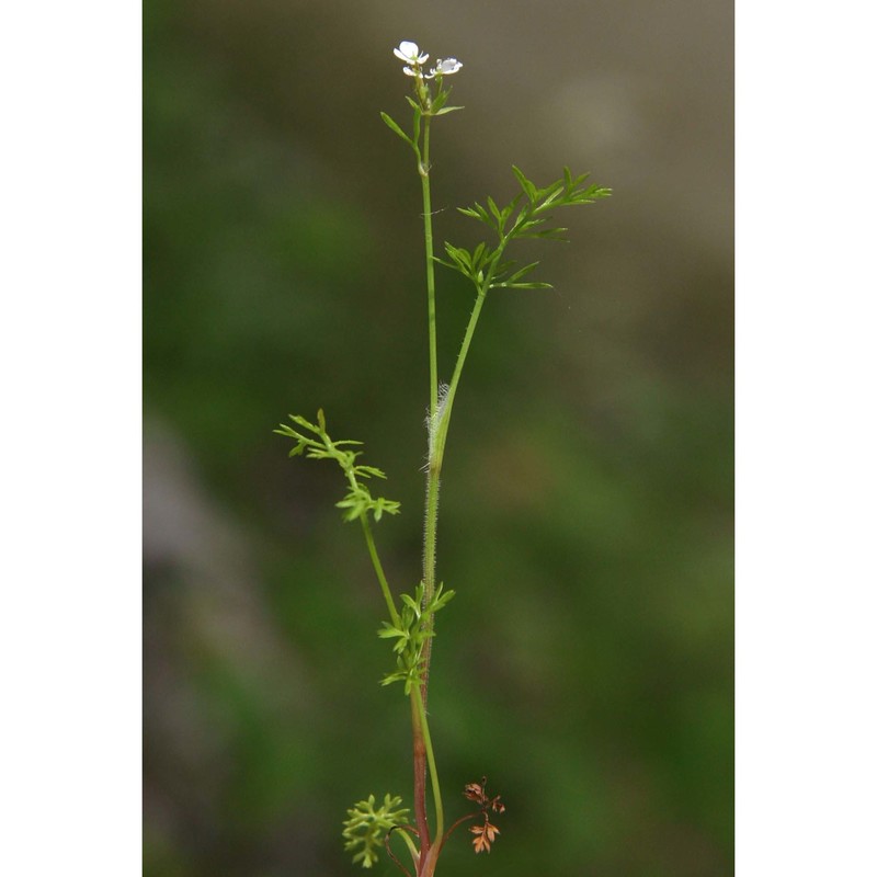 scandix australis l.