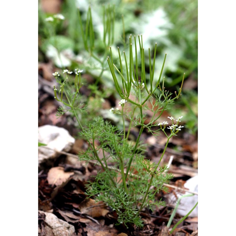 scandix pecten-veneris l.