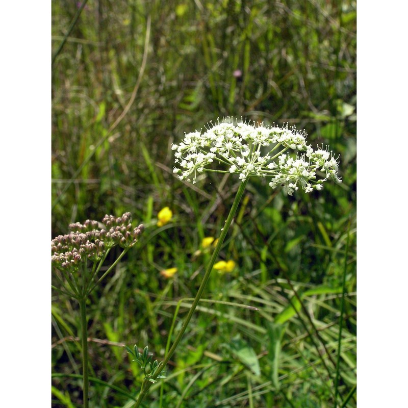 selinum carvifolia (l.) l.