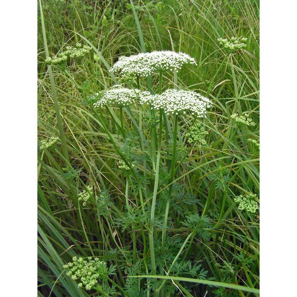 selinum carvifolia (l.) l.