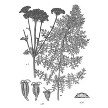 seseli libanotis (l.) w. d. j. koch subsp. libanotis