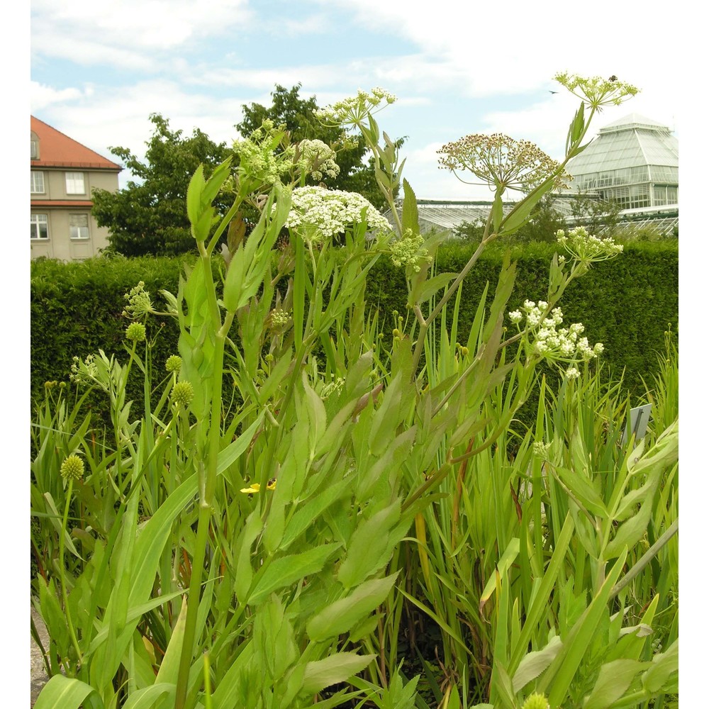 sium latifolium l.