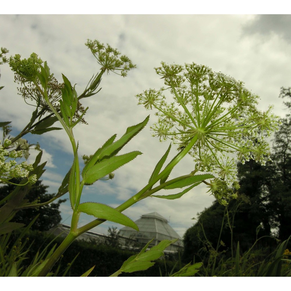 sium latifolium l.