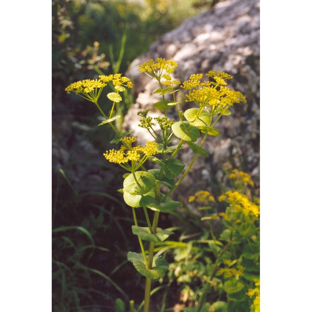 smyrnium rotundifolium mill.