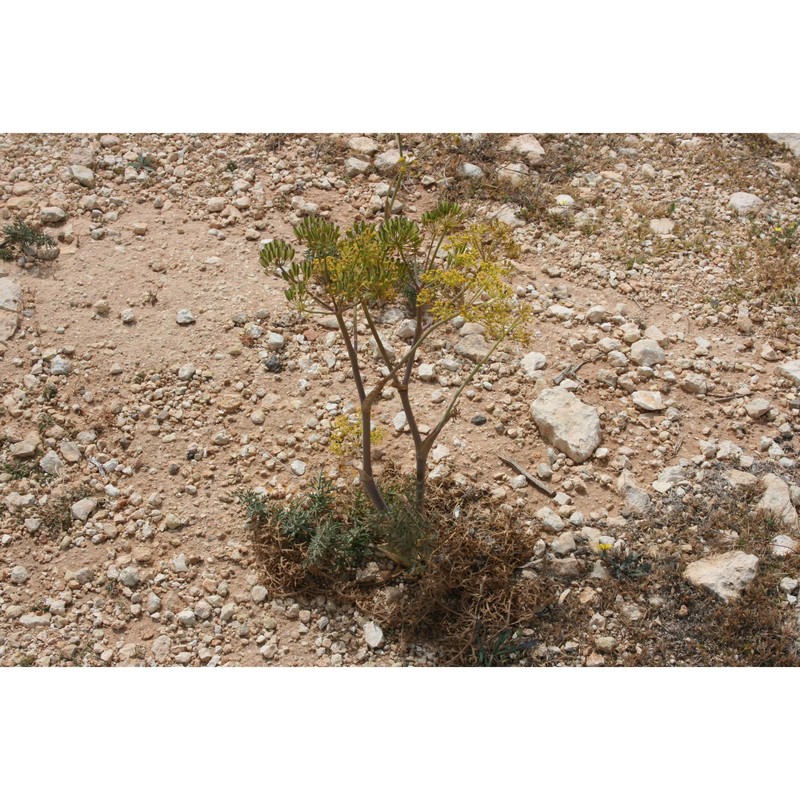 thapsia pelagica brullo, guglielmo, pasta, pavone et salmeri