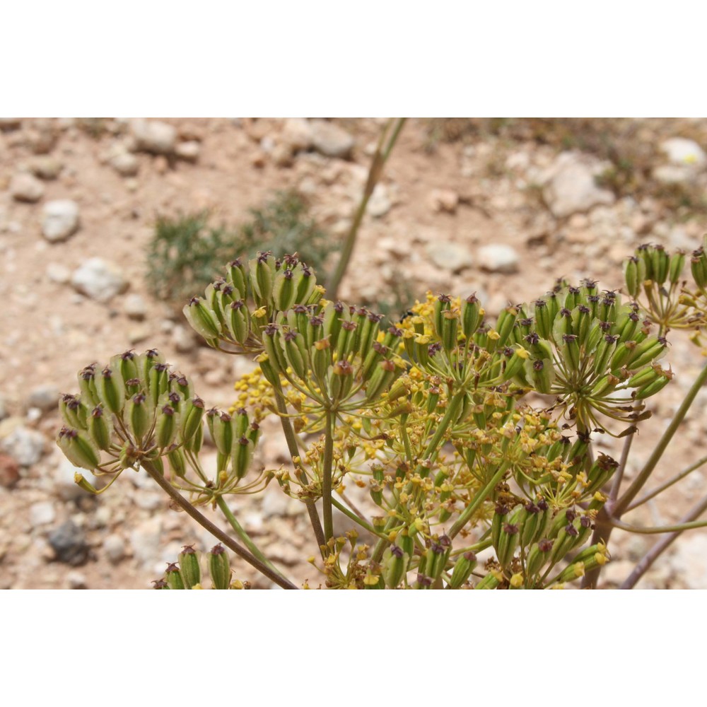 thapsia pelagica brullo, guglielmo, pasta, pavone et salmeri