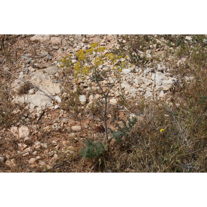 thapsia pelagica brullo, guglielmo, pasta, pavone et salmeri