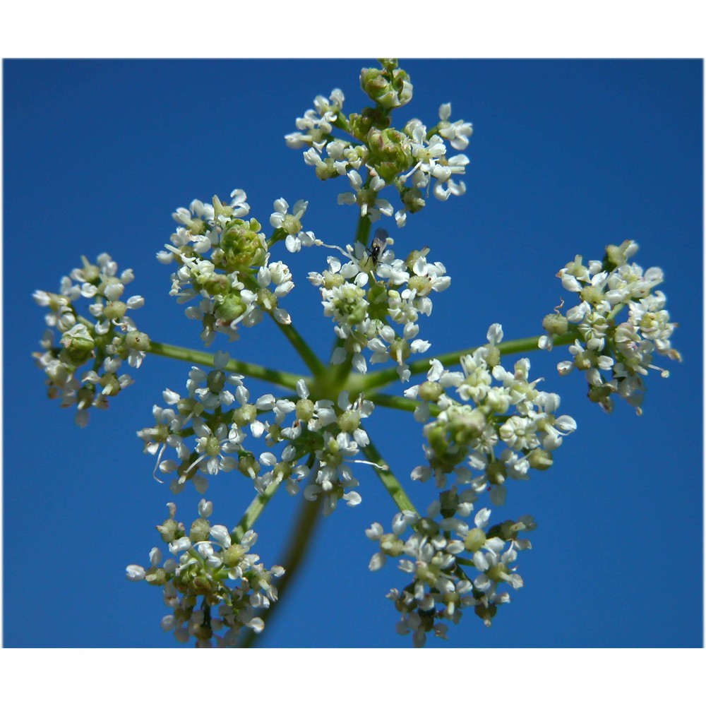 thysselinum palustre (l.) hoffm.