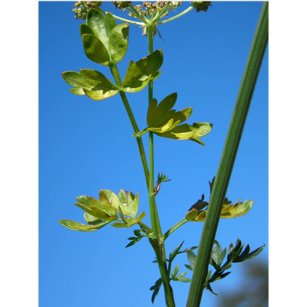 thysselinum palustre (l.) hoffm.