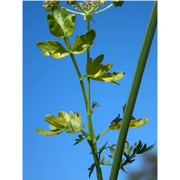 thysselinum palustre (l.) hoffm.