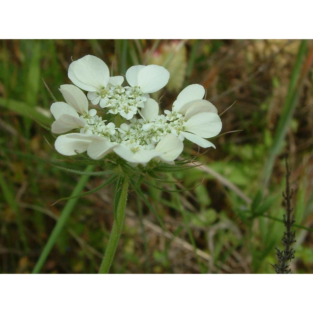 tordylium officinale l.