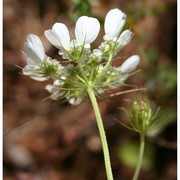 tordylium officinale l.