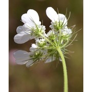 tordylium officinale l.