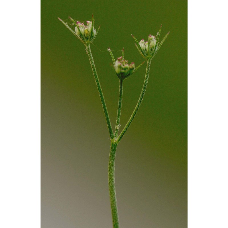 torilis elongata (hoffmanns. et link) samp.