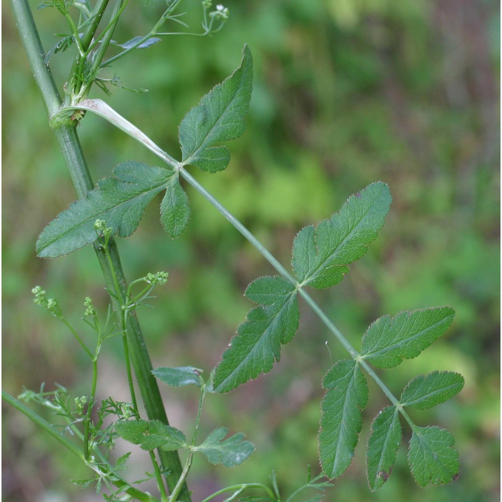 torilis japonica (houtt.) dc.