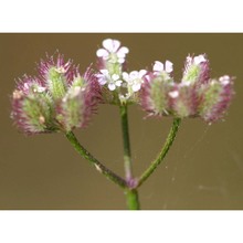 torilis leptophylla (l.) rchb. fil.