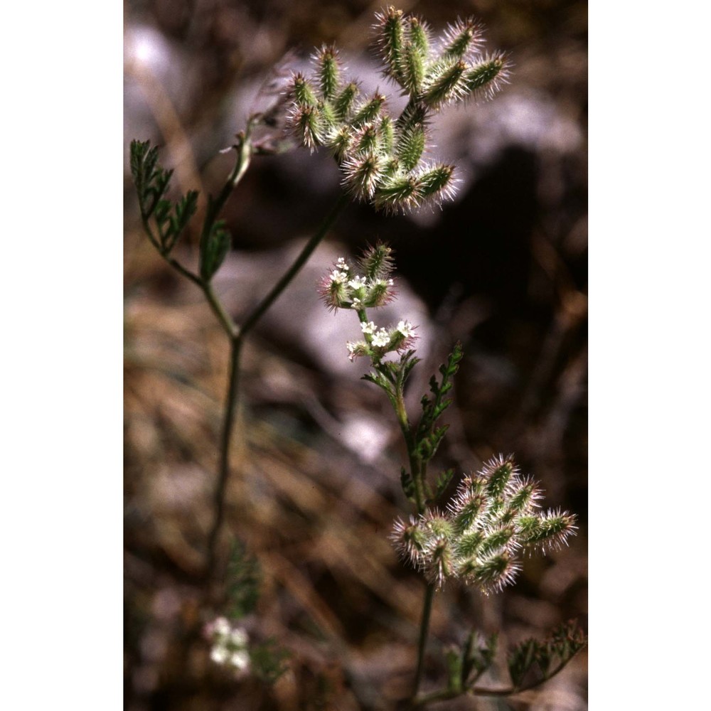 torilis leptophylla (l.) rchb. fil.