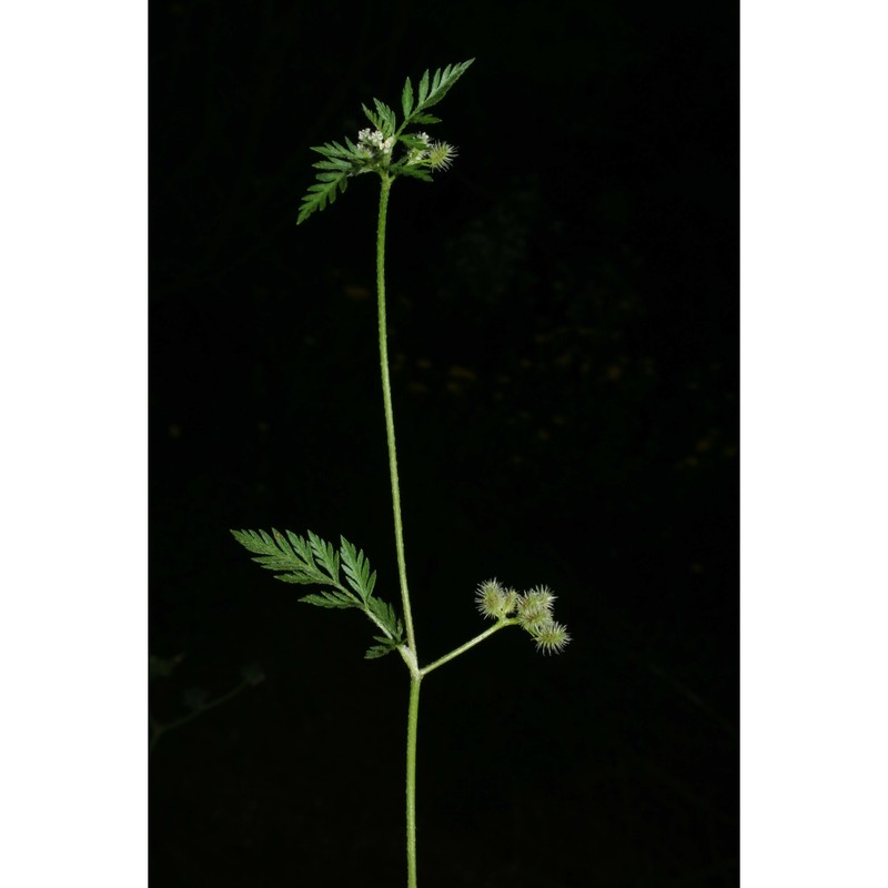 torilis nemoralis (brullo) brullo et giusso