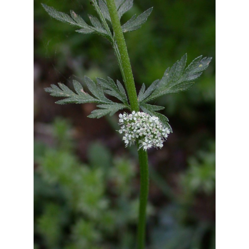 torilis nodosa (l.) gaertn.