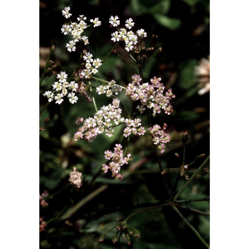 trinia glauca (l.) dumort.