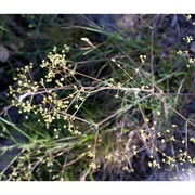 trinia glauca (l.) dumort.