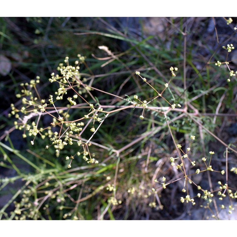 trinia glauca (l.) dumort.