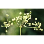 trinia glauca (l.) dumort.